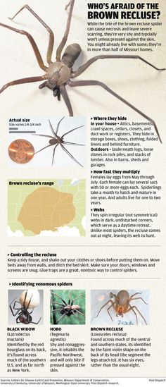 a spider is shown in this advertisement for the brown recluse insect species, which are