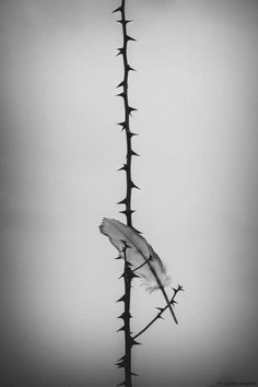 Kiyoshi Yamaguchi. Poetic Photography, Sky Photography Nature, Black White Photos, Black And White Photographs, Sky Photography, White Photography, Black And White Photography, Dark Art, Surrealism