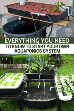 an aquaponics system with plants in it and the words everything you need to know to start your own aquaponics system