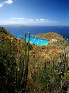 a view of the ocean from a hill with cactus and cacti growing on it