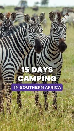 two zebras standing next to each other with the words 15 days camping in southern africa