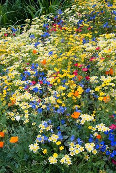 many different colored flowers growing in the grass