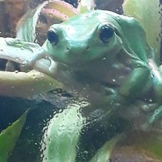 a green frog sitting on top of a leafy plant with water droplets all over it