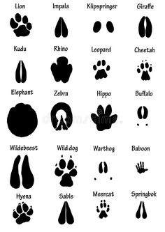 the different animal footprints and their names