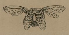 a black and white drawing of a moth