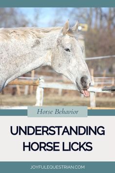 a horse with its mouth open and the words, horse behavior understanding horse licks