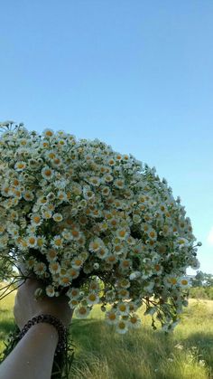 a person holding a bunch of daisies up to their face with the sky in the background