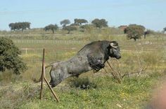 a large bull standing on top of a lush green field next to a wooden fence