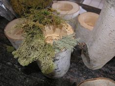 several different types of tree stumps with moss growing out of the tops and sides