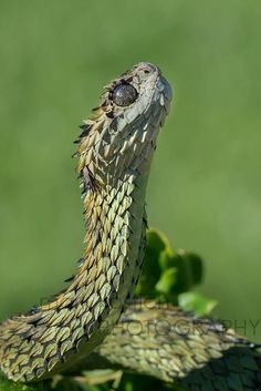 a close up of a snake on top of a plant