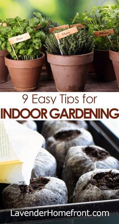 indoor gardening tips for beginners to learn how to grow herbs in pots and potted plants