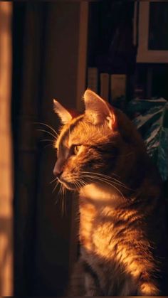 an orange cat sitting on top of a wooden table next to a window sill