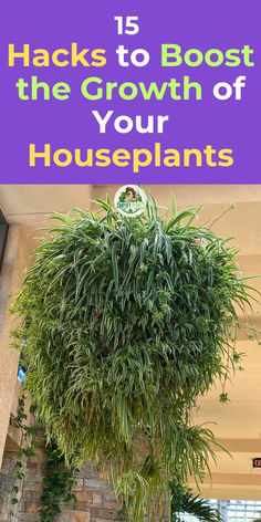 a houseplant hanging from the ceiling with text overlay that reads 15 hacks to booster the growth of your houseplants