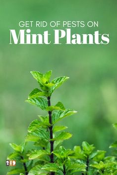 mint plant growing Mint Plant Uses, When To Plant Garden, Growing Marigolds, Mint Plant, Edible Landscape, Peppermint Plants, Growing Mint, Natural Pesticides, Organic Pest Control