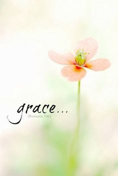 a pink flower with the word grace written on it's side in front of a blurry background