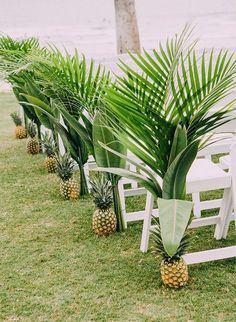 pineapples and palm trees are lined up on the grass