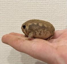 a small brown and black frog sitting on top of a person's hand in front of a white wall