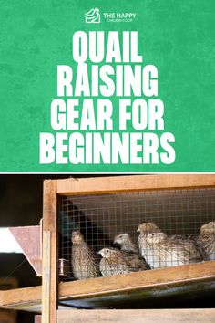 Essential Quail Raising Equipment | The Happy Chicken Coop Chicken Eating, Chicken Breeds