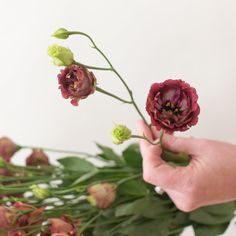 a person holding flowers in their hand over the top of some green leaves and stems