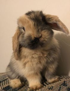 a small rabbit sitting on top of a rug