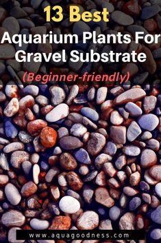 some rocks and gravel with the text 13 best aquarium plants for gravel substrate beginner - friendly