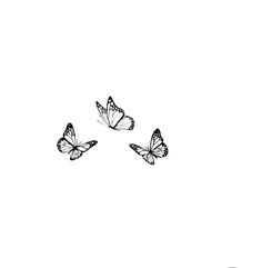 three butterflies flying in the air on a white background