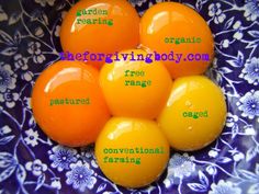 four oranges sitting on top of a blue and white plate with words describing them