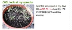 there is a potted plant that has sprouts growing out of it and the caption reads, cool look at my sprouts