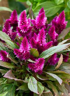 purple flowers are blooming in the garden