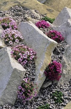 some rocks and flowers growing out of them