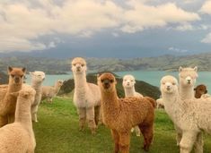 a herd of alpacas standing on top of a lush green field next to the ocean