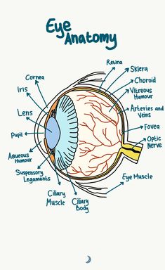 an eye diagram with all the parts labeled