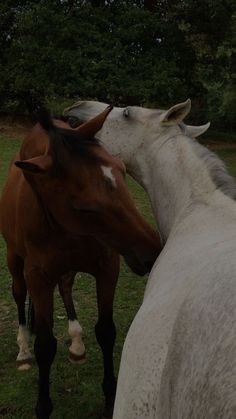 two brown and white horses standing next to each other