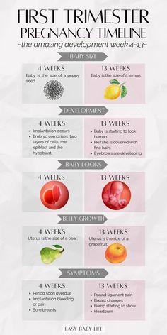 the first trimester pregancy time line is shown in this graphic diagram, which shows