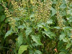 some very pretty green plants with lots of leaves