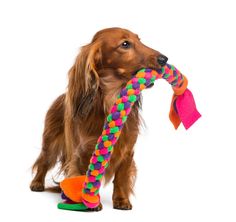 a dog holding a toy in its mouth