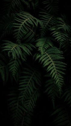 green leaves are shown in the dark