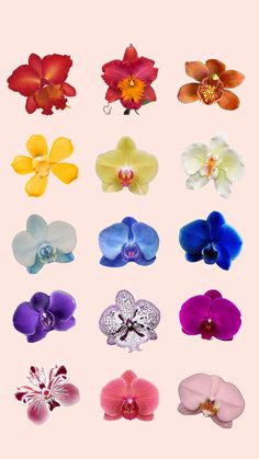 an assortment of different colored orchids on a pink background with the same color as the flowers