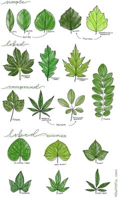 different types of leaves and their names