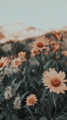 a field full of flowers with mountains in the background