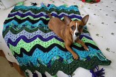 a brown dog laying on top of a bed next to a green and blue blanket