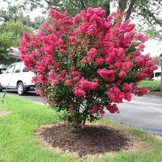 a bush with pink flowers in front of a white car