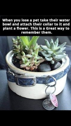 an image of a plant in a pot with the caption'when you use a pet like their water bowl and watch their collar to and plant a flower that is a great way to remember them