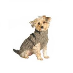 a small dog is wearing a sweater