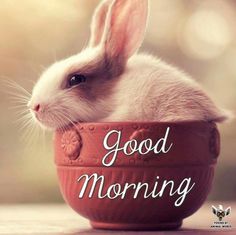 a rabbit sitting in a bowl with the words good morning on it