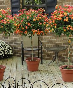 several potted plants on a wooden deck