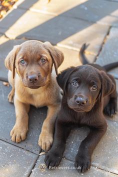 two puppies are sitting on the ground looking at the camera while one looks up