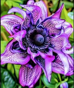 a purple flower with black center surrounded by green leaves