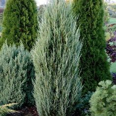 several different types of trees in a garden