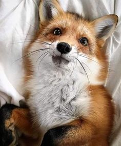 a close up of a fox laying on top of a bed